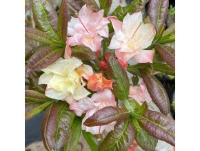 Azalea 'Cannon's Double' - azalka velkokvětá