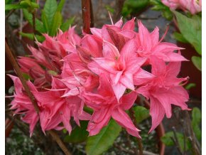 Azalea 'Homebush' - azalka velkokvětá