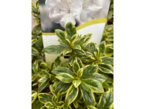Azalea japonica 'Autumn Moonstruck' - azalka japonská