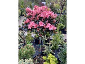 Azalea japonica 'Blaauw's Pink' - azalka japonská