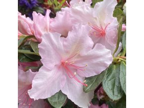 Azalea japonica 'BROCELIANDE® LANCELOT' - azalka japonská