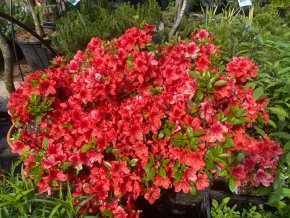 Azalea japonica 'Buccaneer' - azalka japonská
