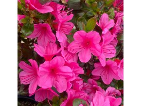 Azalea japonica 'CONNY' - azalka japonská/ mini skalková