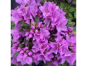 Azalea japonica 'Malá Skála' - azalka skalková
