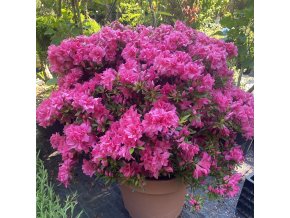 Azalea japonica 'Rose' - azalka japonská