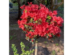 Azalea japonica 'Stewartonian' kmínek - azalka skalková