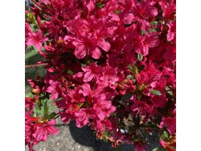 Azalea japonica 'Toreador' kmínek - azalka japonská