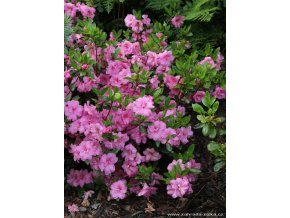 Azalea japonica v odrůdách - azalka japonská