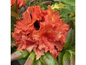 Azalea 'Mary Poppins' - azalka velkokvětá