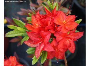 Azalea 'Parkfeuer' - azalka velkokvětá
