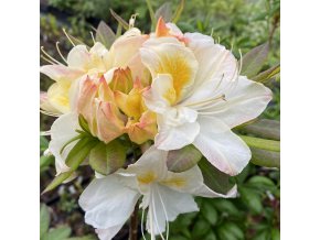 Azalea 'Silver Slipper' - azalka velkokvětá