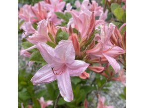 Azalea 'Soir de Paris' - azalka velkokvětá