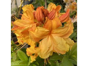 Azalea 'Sunte Nectarine' - azalka velkokvětá