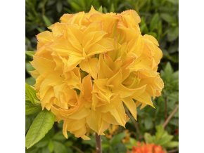 Azalea 'Yellow Pom Pom' - azalka velkokvětá