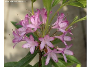 Azaleodendron - azaleodendron