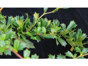 Berberis darwinii 'Compacta' - dřištál Darwinův
