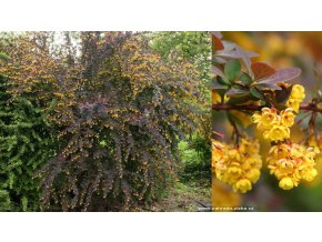 Berberis otawensis 'Decora' - dřišťál otavský