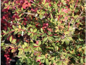 Berberis rubrostilla 'Pirate King' - dřišťál červený