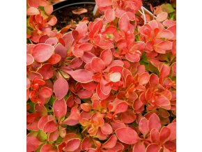Berberis thunbergii 'Admiration' ® - dřišťál Thunbergův