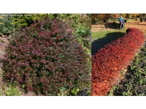 Berberis thunbergii 'Atropurpurea Nana' - dřišťál Thunbergův