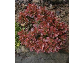 Berberis thunbergii 'Bagatelle' - dřišťál Thunbergův