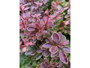 Berberis thunbergii 'Fire Ball' - dřišťál Thunbergův