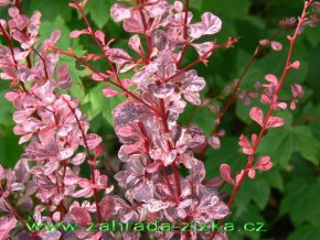 Berberis thunbergii 'Harlequin' - dřišťál Thunbergův