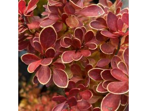 Berberis thunbergii 'Ruby Star' - dřišťál Thunbergův