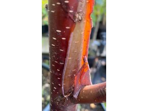 Betula 'Cacao' - bříza