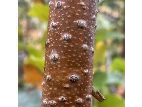 Betula ermanii 'Blush' - bříza Ermanova