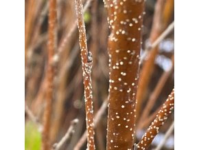 Betula humilis - bříza nízká