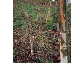 Betula nigra 'Little King' - bříza černá