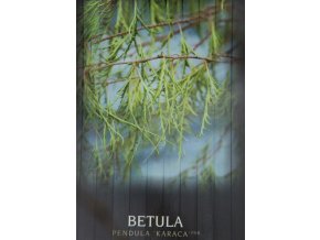 Betula pendula 'Karaca' - bříza bělokorá