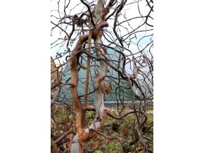 Betula pendula 'Spider Alley' kmínek - bříza bělokorá