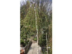 Betula pendula 'Youngii' - bříza převislá