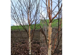 Betula SENTINELLE D'ARGENT 'Minsent' - bříza