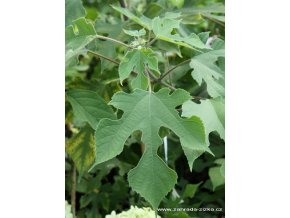 Broussonetia papyrifera - papírovník čínský