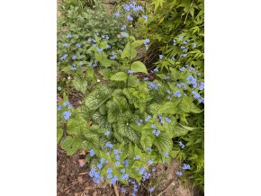 BRUNNERA 'Alexander's Great' - pomněnkovec