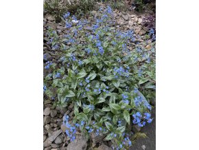 Brunnera macrophylla 'Silver Heart' - pomněnkovec