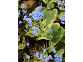 Brunnera macrophylla 'Variegata' - pomněnkovec
