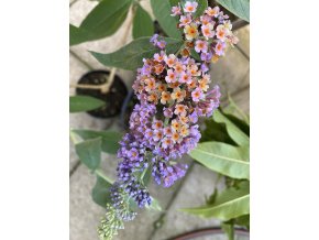 Buddleja davidii 'Flower Power' - komule Davidova