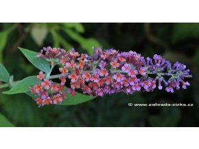 Buddleja davidii 'Flower Power' - komule Davidova