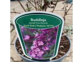 Buddleja davidii Free Petite ® 'Dark Pink' - komule Davidova
