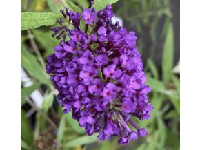 Buddleja davidii 'Purple Emperor' - komule Davidova