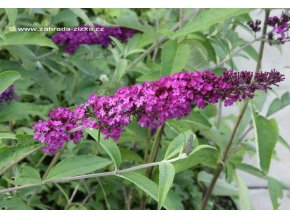 Buddleja davidii 'Royal Red' - komule Davidova