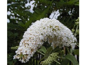 Buddleja davidii 'White Profusion' - komule Davidova
