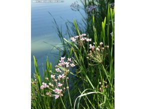 Butomus umbellatus - šmel okoličnatý