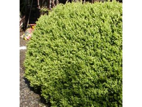 Buxus sempervirens - zimostráz vždyzelený
