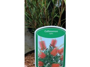 Callistemon rigidus - štětkovec