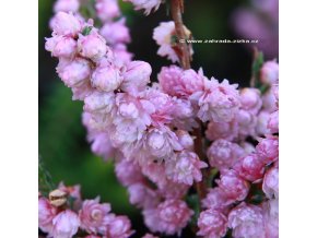 Calluna vulgaris 'Annemarie' - vřes obecný